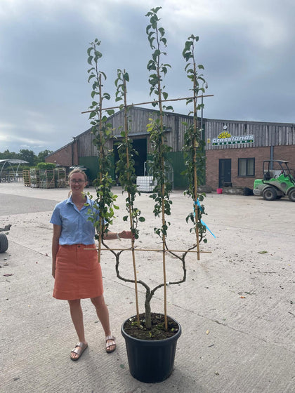 Apple Malus Golden Delicious 50 Litre Pot Double U Frame