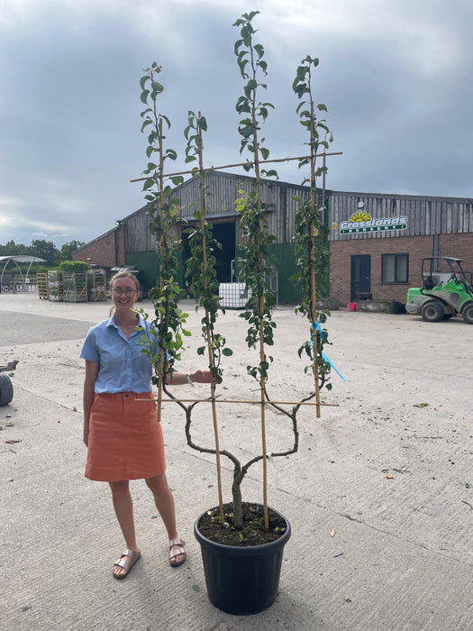 Apple Malus Golden Delicious 50 Litre Pot Double U Frame