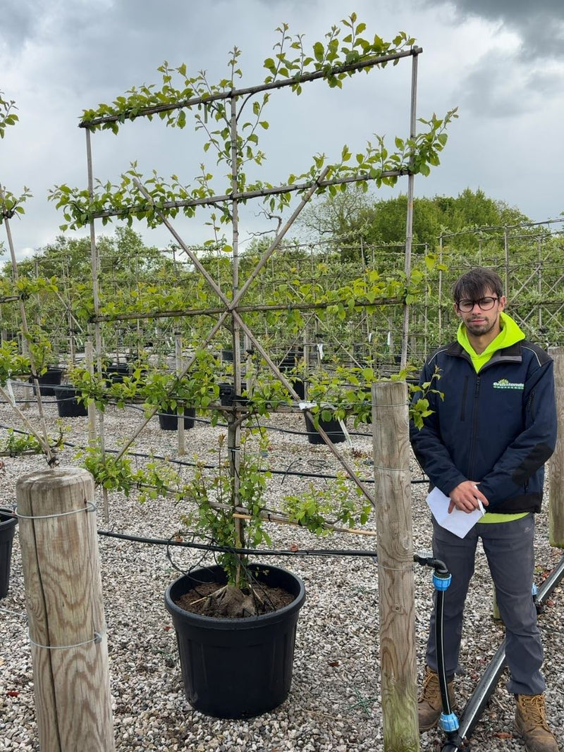 Plum Victoria  Espalier Pleached, 150cm Wide, 180cm Tall. 5 Tiers