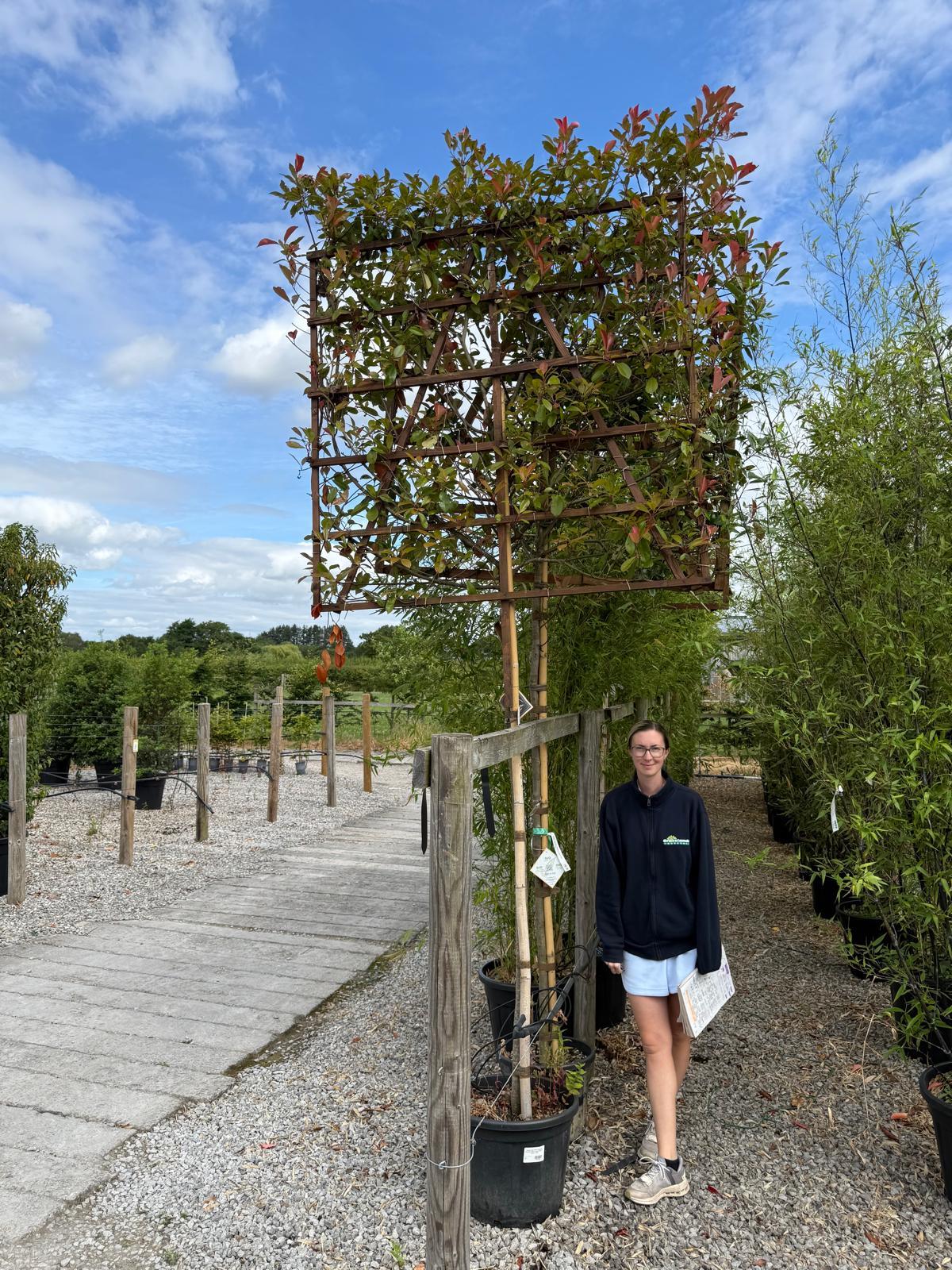 Photinia Red Robin Pleached 200cm Trunk 150cm x 150cm Frame Seconds