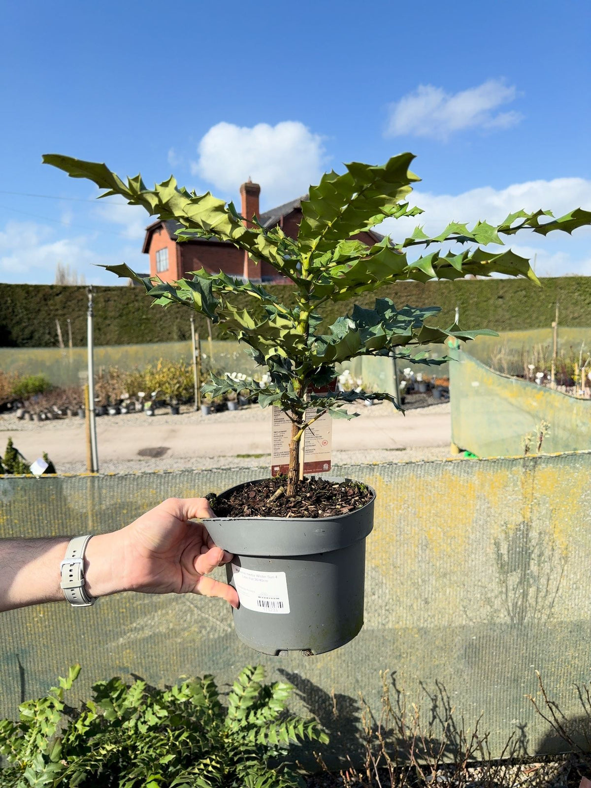 Mahonia media Winter Sun 4 Litre Pot 30/40cm
