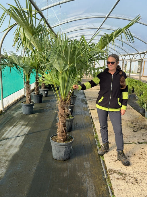 Trachycarpus Fortunei 30 Litre Pot 50/60cm Trunk