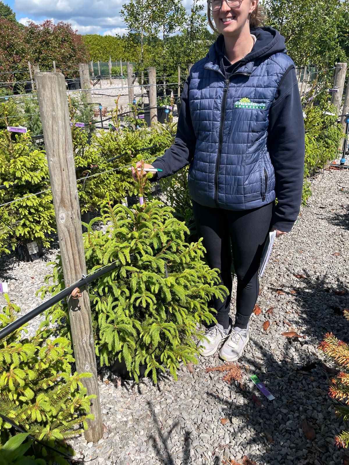Picea Abies 60/80cm Pot Grown — Grasslands Nursery