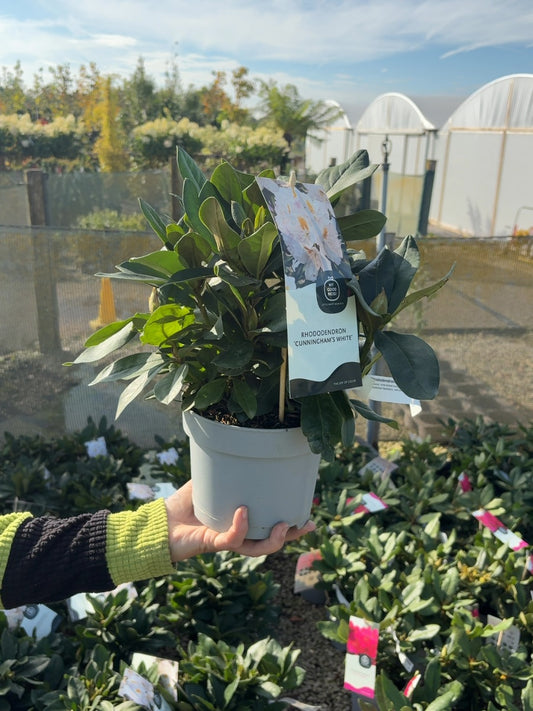 Rhododendron Hybrid Cunninghams White 2 Litre Pot