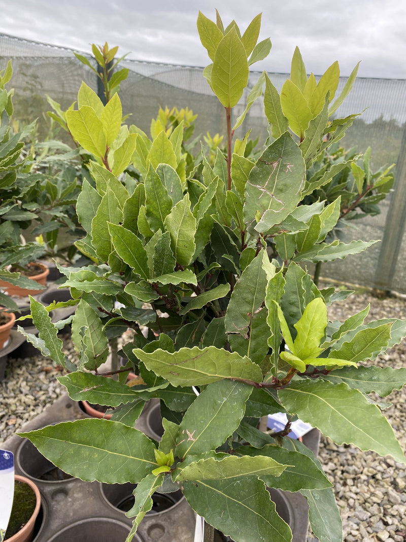 Laurus Nobilis Mini Standard 2 Litre Pot 35cm Stem