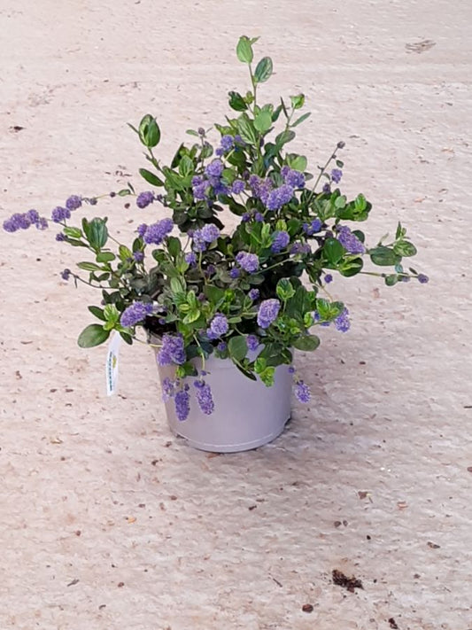 Ceanothus Yankee Point 5 Litre Pot