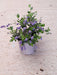 Ceanothus Yankee Point 5 Litre Pot