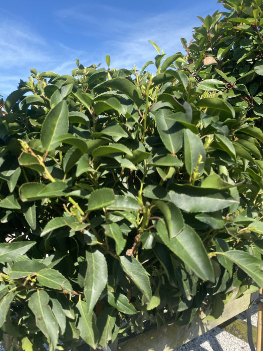 Prunus Lusitanica Brenelia 25 Litre Pot 1/2 Standard