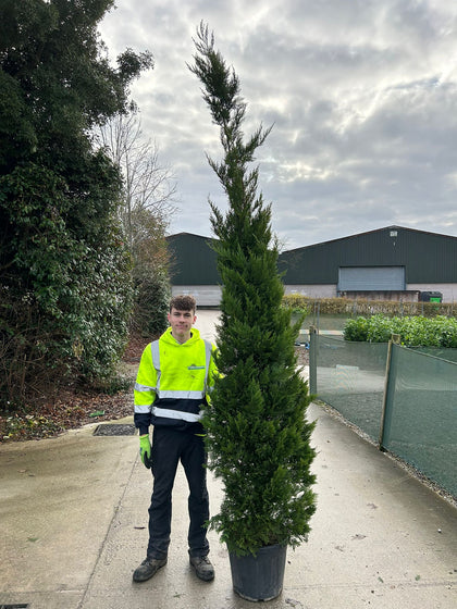 Leylandii Hedging 30 Litre Pot 280/300cm