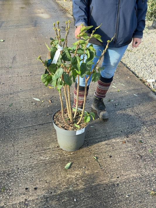 Syringa Madame Lemoine 12 Litre Pot 80-100cm