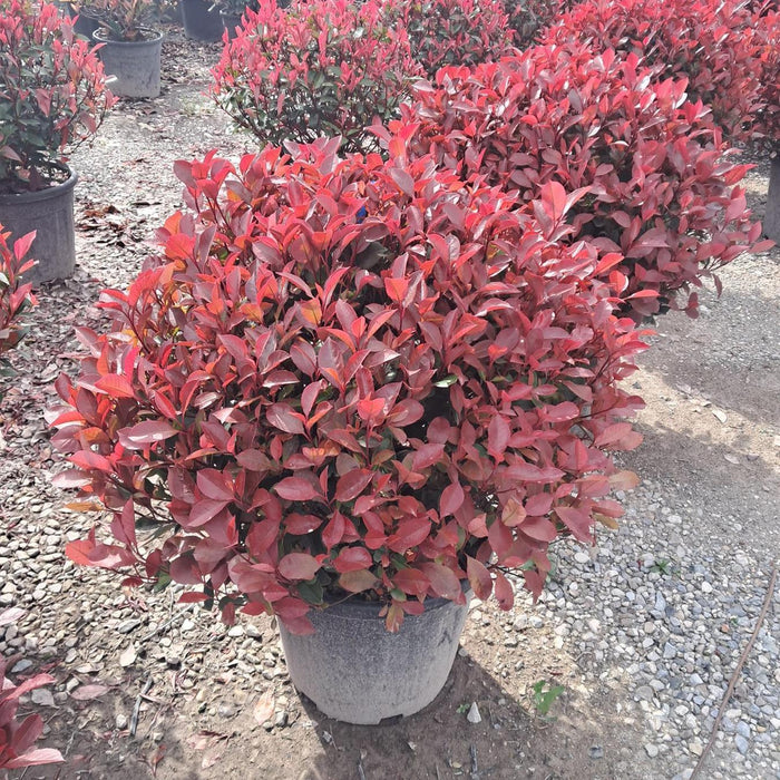Photinia Little Red Robin Topiary Ball 50-60cm 18 Litre Pot