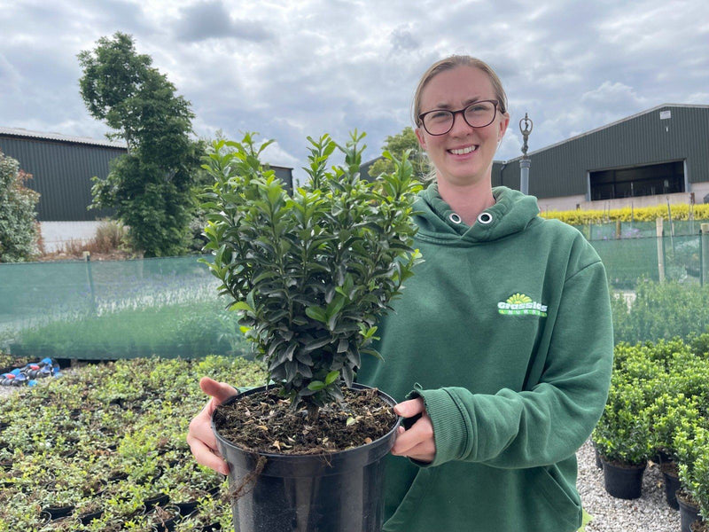 Euonymus Jap. Green Spire 5 Litre Pot