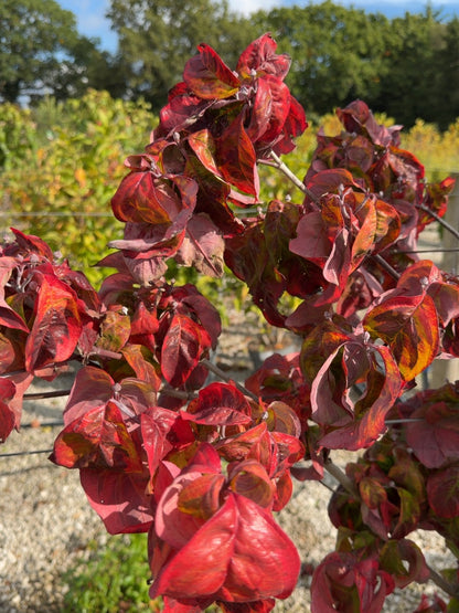 Cornus Florida Cherokee Sunset 50 Litre Pot 150-175cm Tall