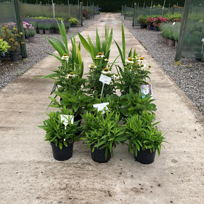 12 x Late Summer Flowering Perennial Border Pack 1
