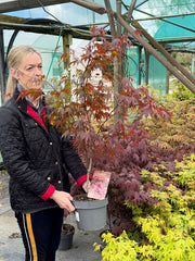 Acer palmatum Atropurpurea 4 Litre Pot 40/60cm Tall