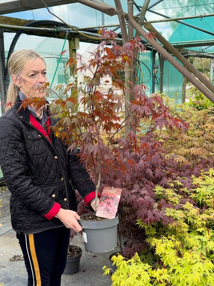 Acer palmatum Atropurpurea 4 Litre Pot 40/60cm Tall