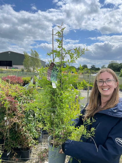 Jasmine Officinale 4 Litre Pot