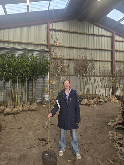 Carpinus Bet. Fastigiata 8/10cm Girth Feathered Rootballed