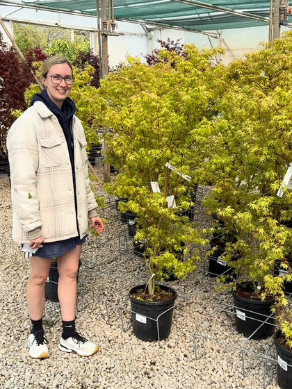 Acer Palmatum Katsura 15 Litre Pot