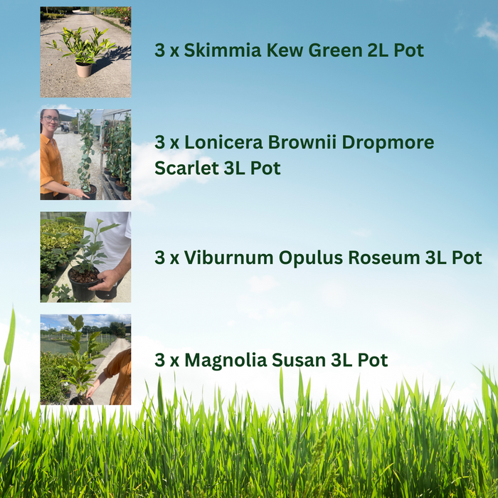 12 x Fragrant Shrub Mix Border Pack