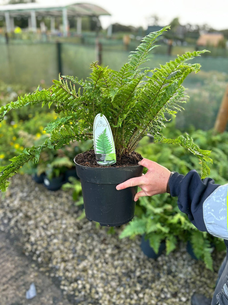 Dryopteris affinis Crispa 5 Litre Pot