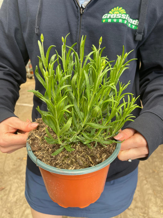 Lavender Angustifolia Munstead 2 Litre Pot