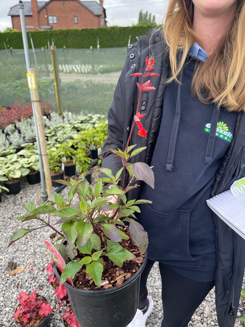 Salvia Embers Wish 3 Litre Pot