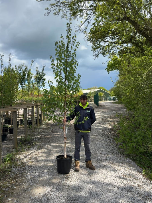 Betula ermanii Holland Standard 8-10cm Girth