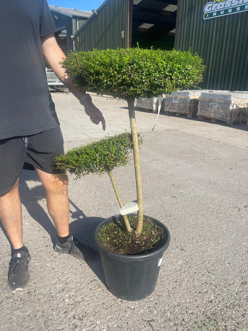 Ligustrum Delavayanum 2 Disc Pom Pom