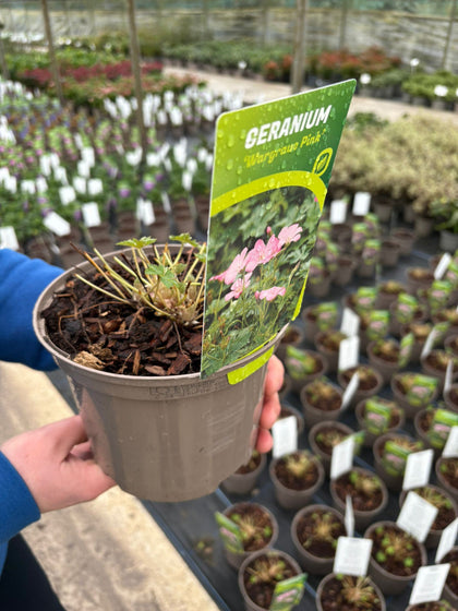 Geranium Wargrave Pink 2 Litre Pot