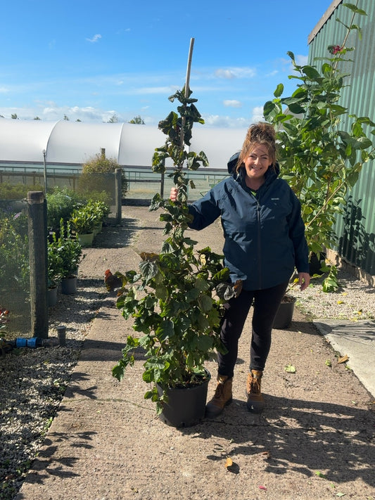 Corylus Red Majestic 20 Litre Pot 150/175cm Tall