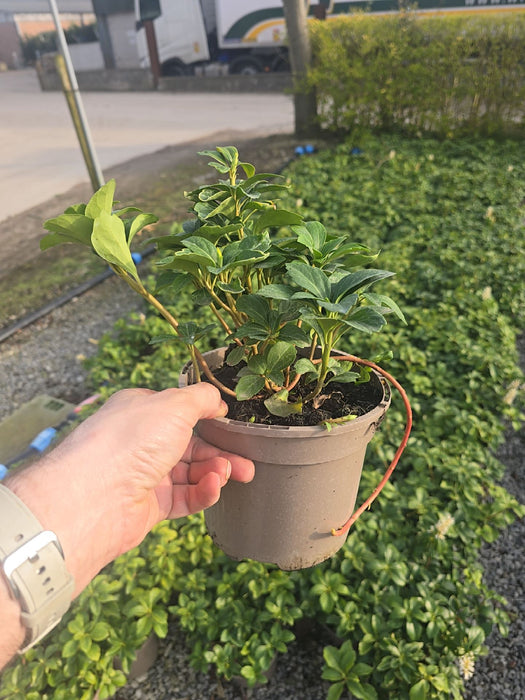 Pachysandra Terminalis 2 Litre Pot