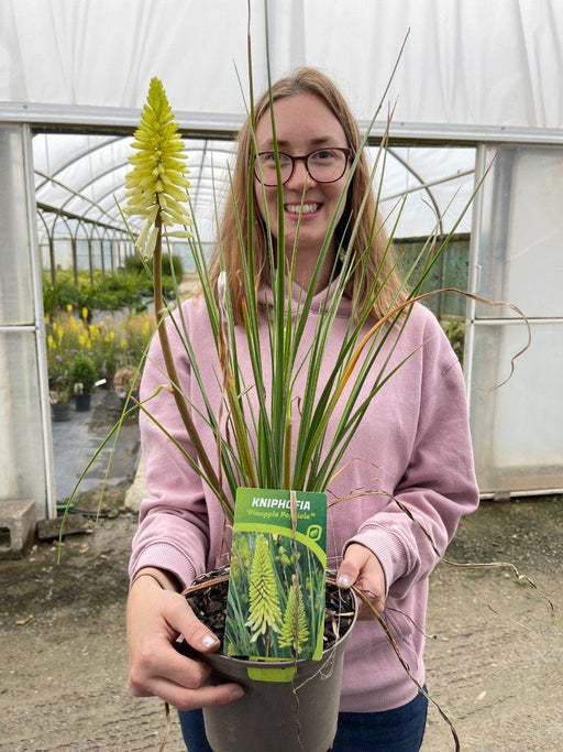 pineapple popsicle plant Kniphofia Pineapple Popsicle 2 Litre Pot — Grasslands Nursery