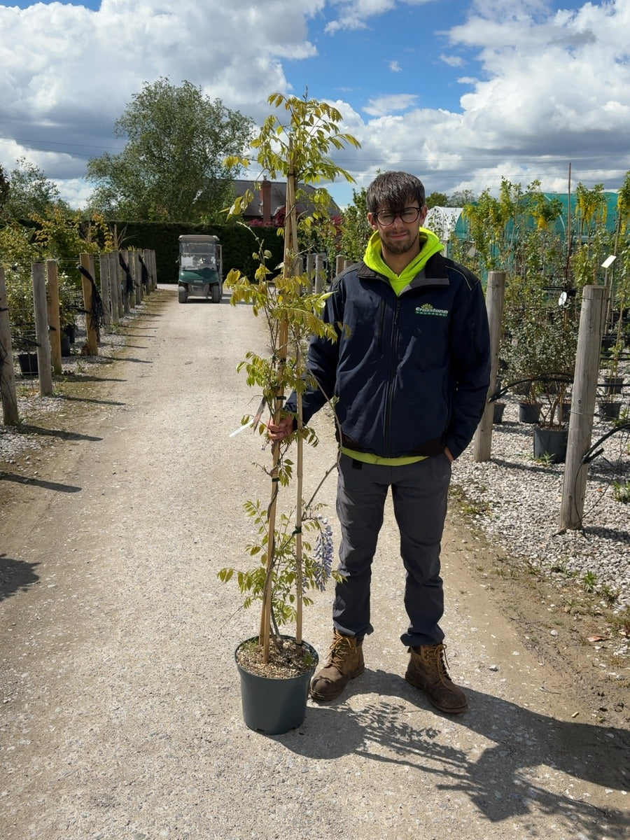 Wisteria Sinensis 10 Litre Pot 175/200cm