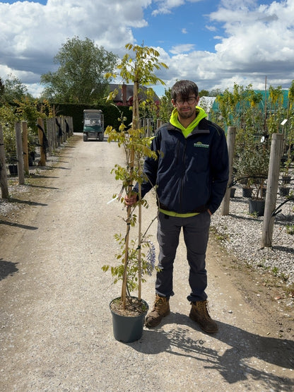 Wisteria Sinensis 10 Litre Pot 175/200cm