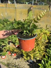 Dryopteris erythrosora - Autumn Fern 2 Litre Pot