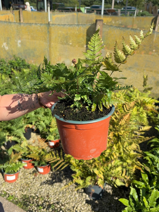 Dryopteris erythrosora - Autumn Fern 2 Litre Pot