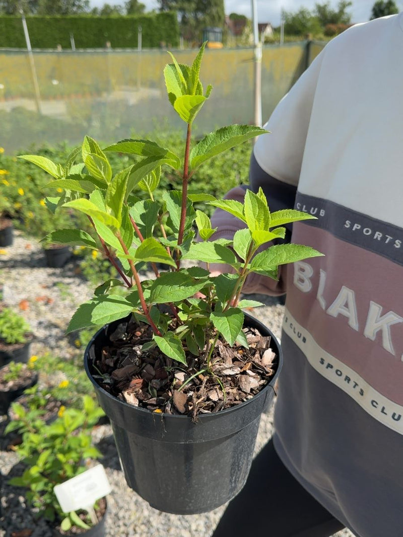 Hydrangea paniculata 'Fraise Melba' - Panicle Hydrangea 3 Litre Pot