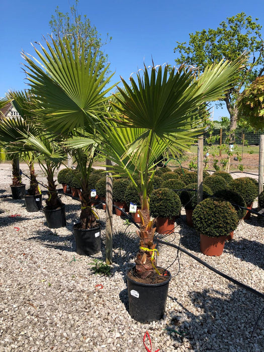 Washingtonia Robusta 25 Litre Pot
