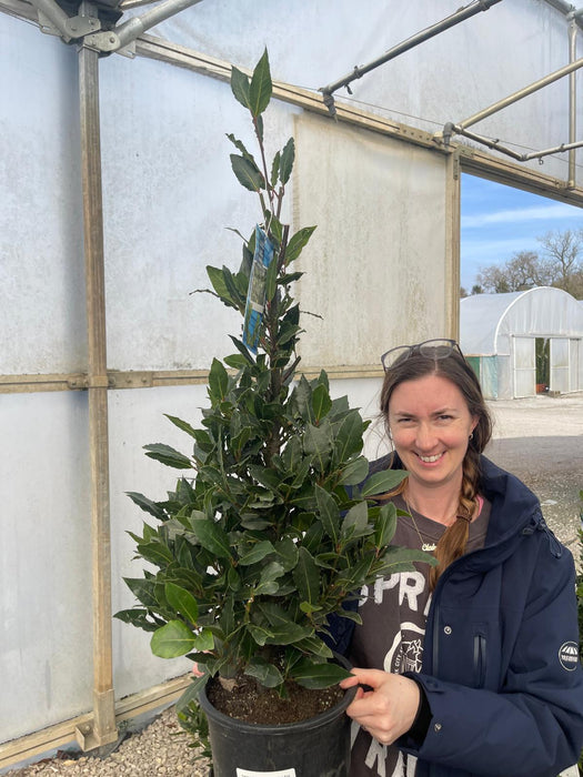 Laurus Nobilis Cone 5 Litre Pot 90cm inc. Pot