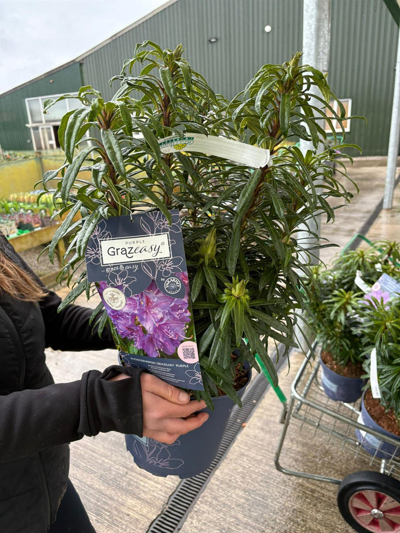 Easydendron (Rhodendron) Grazeasy Purple 5 Litre Pot