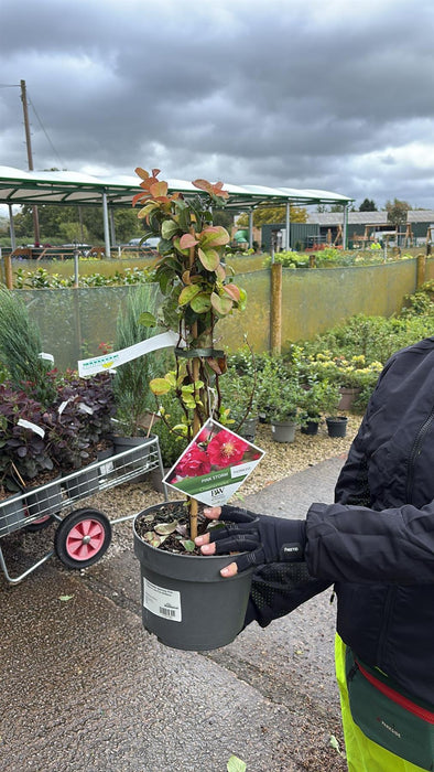 Chaenomeles speciosa Pink Storm 4 Litre Pot 40/60cm