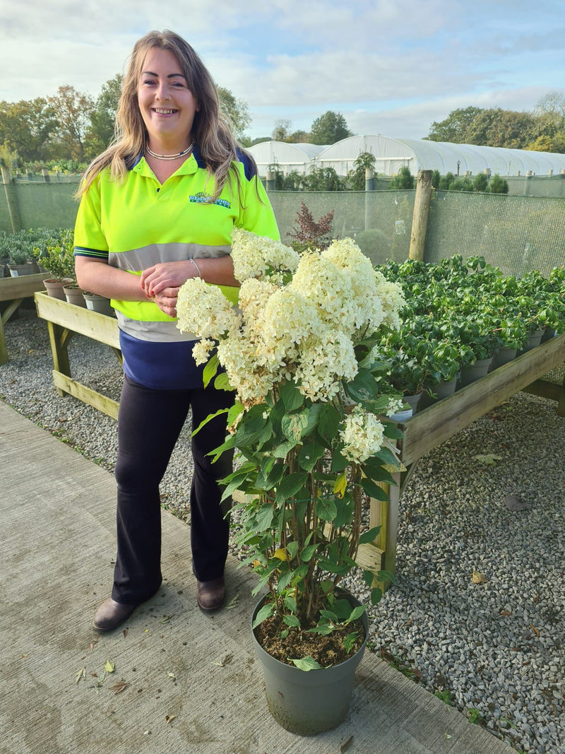 Hydrangea paniculata Skyfall 25 Litre Pot 80/100cm