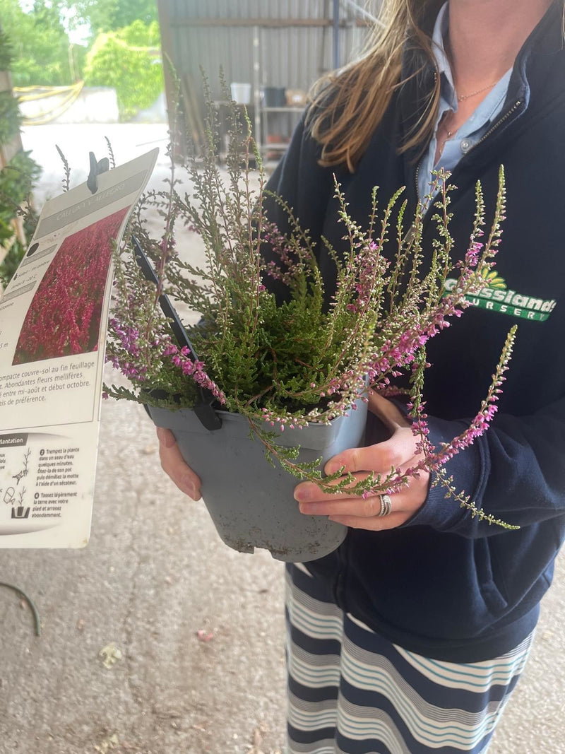Calluna Vulgaris Allegro 2 Litre Pot