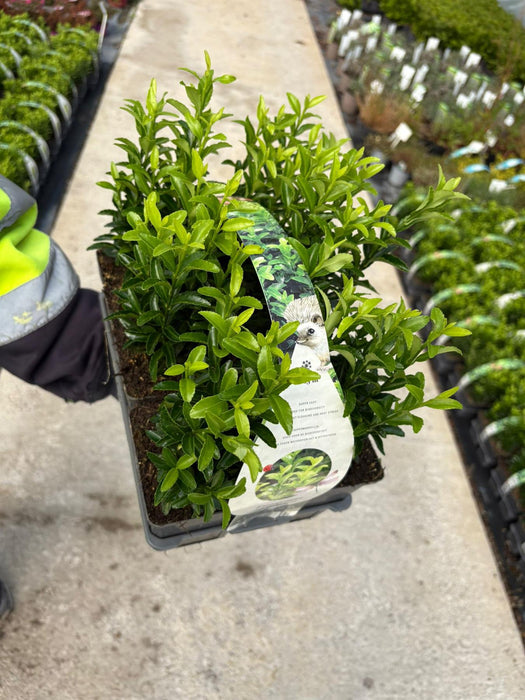 Euonymus Jap. Green Spire  X 6 Plant Pack