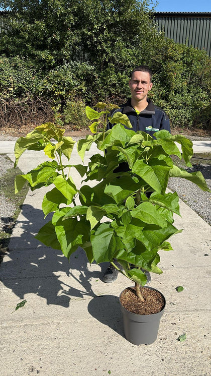 Catalpa Bignionoides Aurea 12 Litre Pot 100/125cm