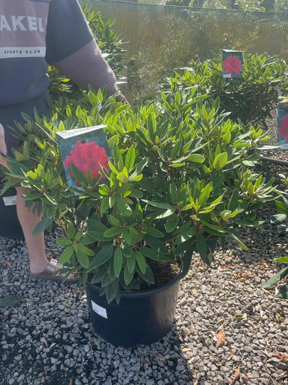 Rhododendron Hybrid Vulcan 30 Litre Pot