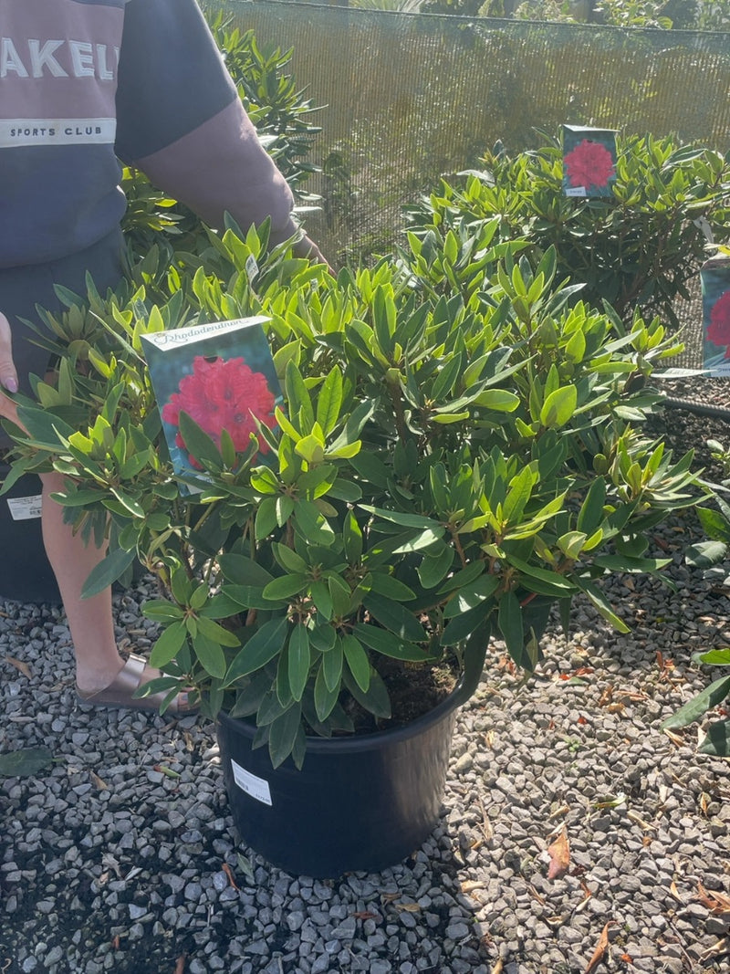 Rhododendron Hybrid Vulcan 30 Litre Pot