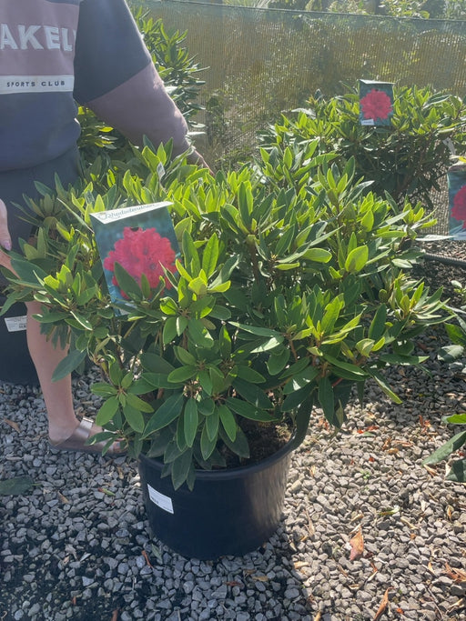 Rhododendron Hybrid Vulcan 30 Litre Pot