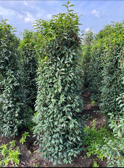 Portuguese Laurel Root Ball 180/200cm Extra Wide Delivery December